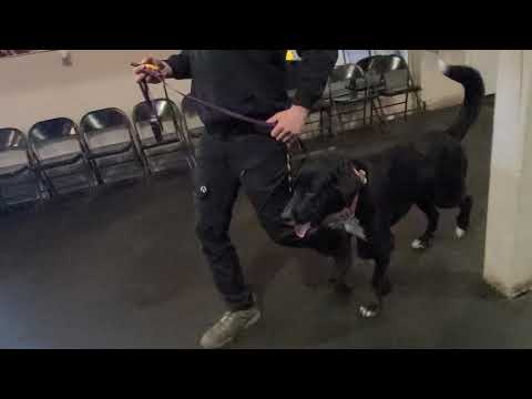 Dog won't go in the crate? Fixed in 7 mins