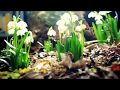 Mike Oldfield Flowers Of The Forest