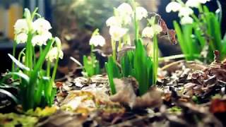 Mike Oldfield - Flowers of the forest