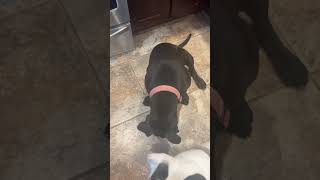 Video preview image #1 American Pit Bull Terrier-Unknown Mix Puppy For Sale in Germantown, OH, USA