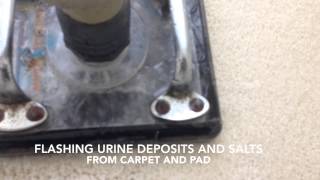 preview picture of video 'Waterclaw subfloor extractor. Pet stains removal | Stafford VA'