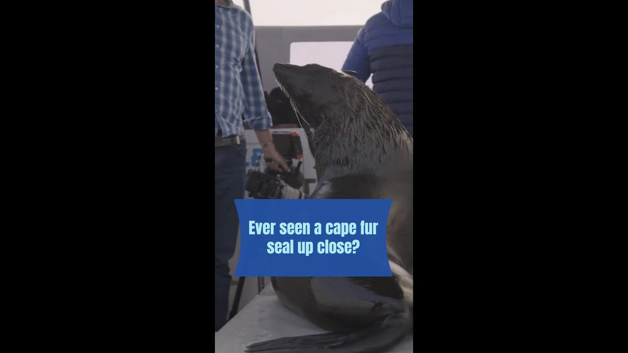 Have you ever seen a cape fur seal up close?
