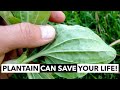 Wild Edibles with Sergei Boutenko: Plantain–Plantago spp. | This Plant Can Save Your Life!