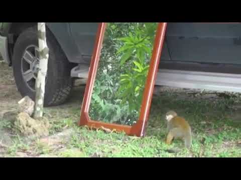 Phani video (monkey and mirror)