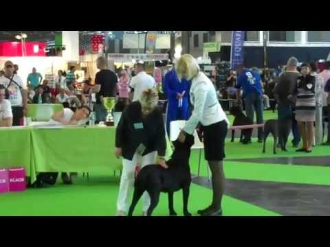 WWJ '09 , WW '11 Ninette della Valle degli Orsi Ali in WDS Paris 2011