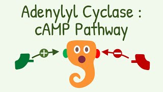 Adenylyl Cyclase - cAMP Pathway || Gs and Gi Protein Pathway