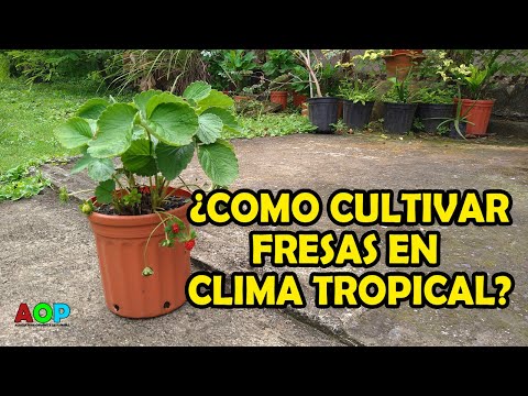 Como cultivar Fresas en clima tropical