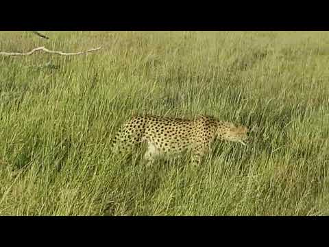 Full bellied cheetahs