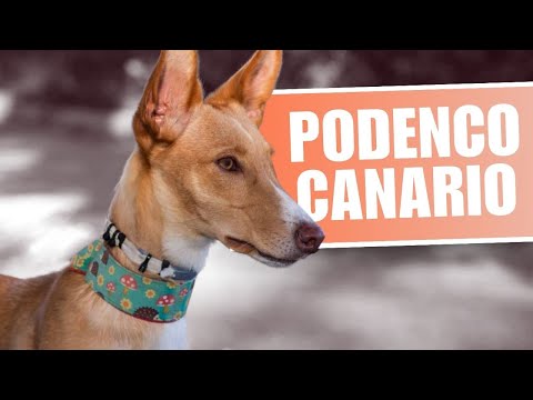 Podenco Canario Dog Breed: 9 Amazing Facts You Must Know