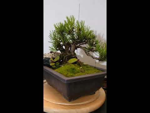 Bonsai Pinus mugo for 26$