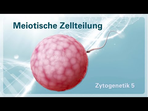 Zytogenetik 05 – Meiotische Zellteilung (Meiose)