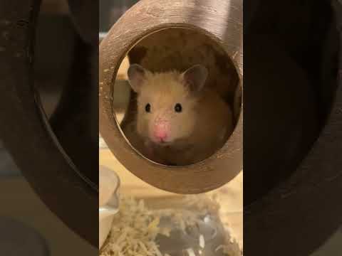 , title : 'So cute hamster🥰 Ep.267#pet #pets #animals #hamsters #short #shorts'