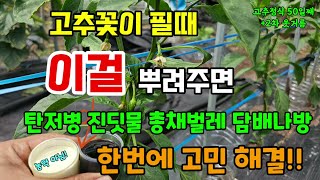 고추꽃이 필때 이걸 뿌려주면 고추 탄저병 진딧물 담배나방까지 한번에 해결 고추 2차 웃거름시기 방법 #고추병…