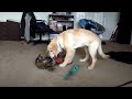 Puppy Throws Up On Cat