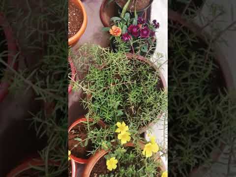 Morning flowers blooming