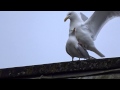 SEAGULLING SeaGulls Having SEX