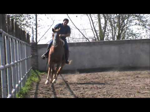 cavallo argentino sauro - All. EXCALIBUR