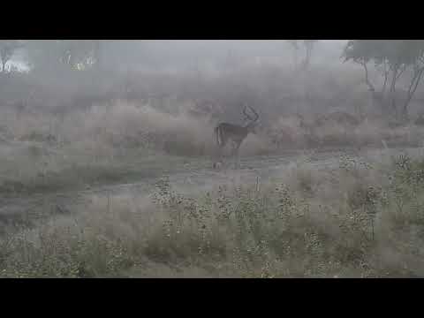 Djuma: Impala ram in the morning mist - 06:00 - 04/21/21