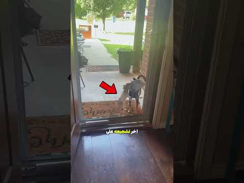 بعد انكسار الباب الزجاجي، كانت الكلاب تقفز بسه