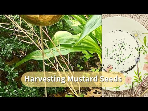 Harvesting Mustard Seeds | Collecting Seeds from Bolted Mustard Plants