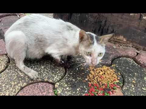 This cat’s leg needs amputation… can anyone help?