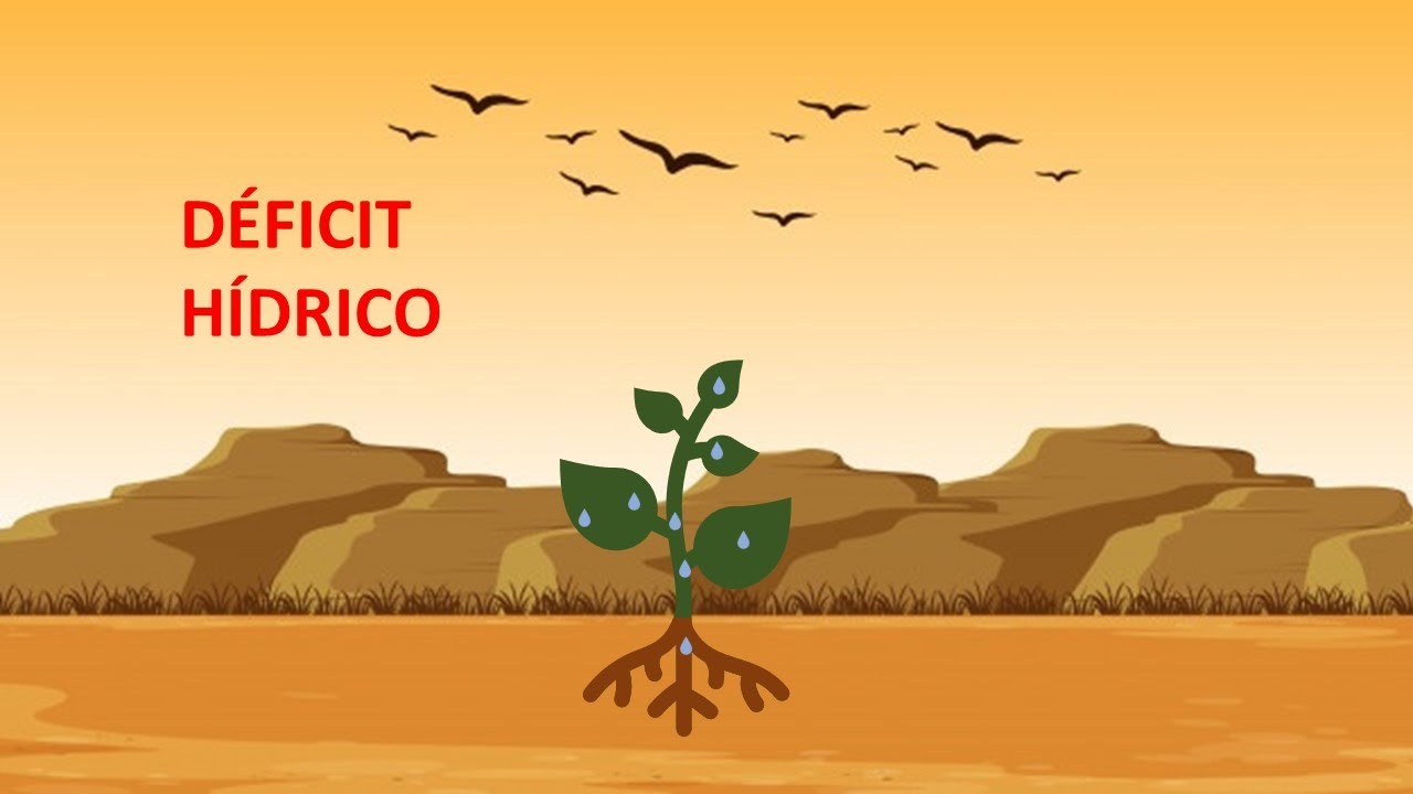 Plantas e déficit hídrico