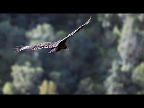 Κύπρος: Απελευθερώθηκε υγιής ο γύπας που είχε βρεθεί δηλητηριασμένος