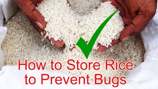 How to Store Rice to Prevent Bugs