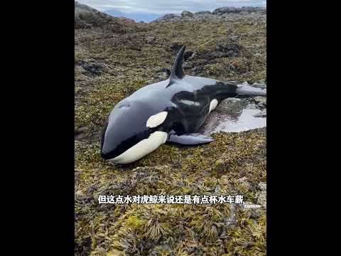 为救被困的孩子，虎鲸妈妈向人类求助，孩子获救后它竟送礼还恩