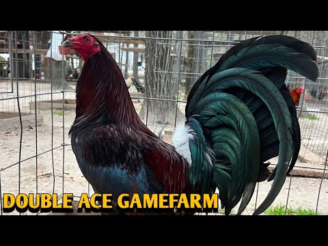 Leiper Albany Kelso - DOUBLE ACE FARM