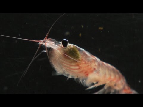 What is krill? | The secret life of whale food.