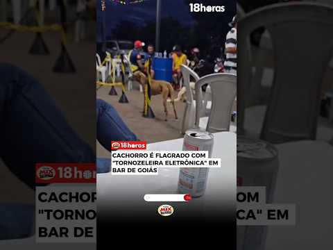 Cachorro aparece com objeto semelhante a tornozeleira em bar de Goiás