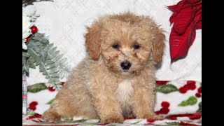 Video preview image #1 Boston Terrier Puppy For Sale in ARKADELPHIA, AR, USA