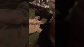 Video preview image #1 French Bulldog Puppy For Sale in JACKSON, NJ, USA
