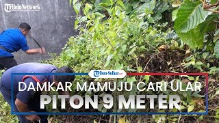 Damkar Mamuju Cari Ular Piton 9 Meter yang Resahkan Warga: Membabat Semak-semak Belukar