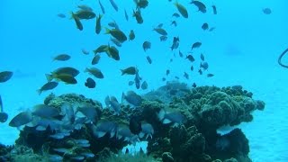 preview picture of video '沖縄・慶良間ダイビング「阿嘉島」 Part 2 (2014.11.5~6)  Diving in Okinawa Kerama Islands(Isla Aka) ...Part 2'