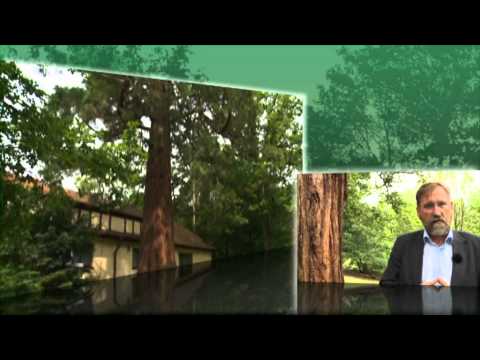 Mammutbaum im Zoo Rostock