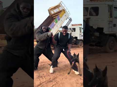 Built differently #greathabibk9academy