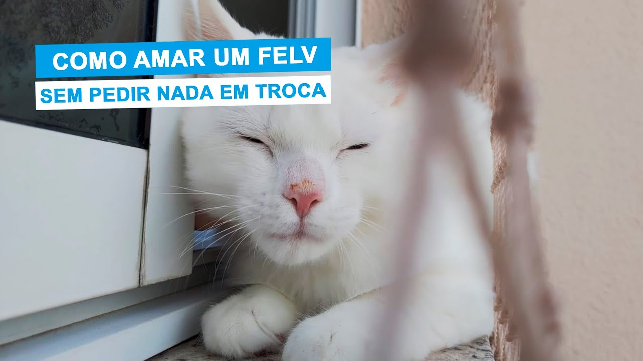 TUDO sobre a FELV - Leucemia Felina