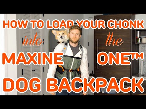 How To Load Your Chonk Into The Maxine One™ Dog Backpack (and attach the hip belt!)