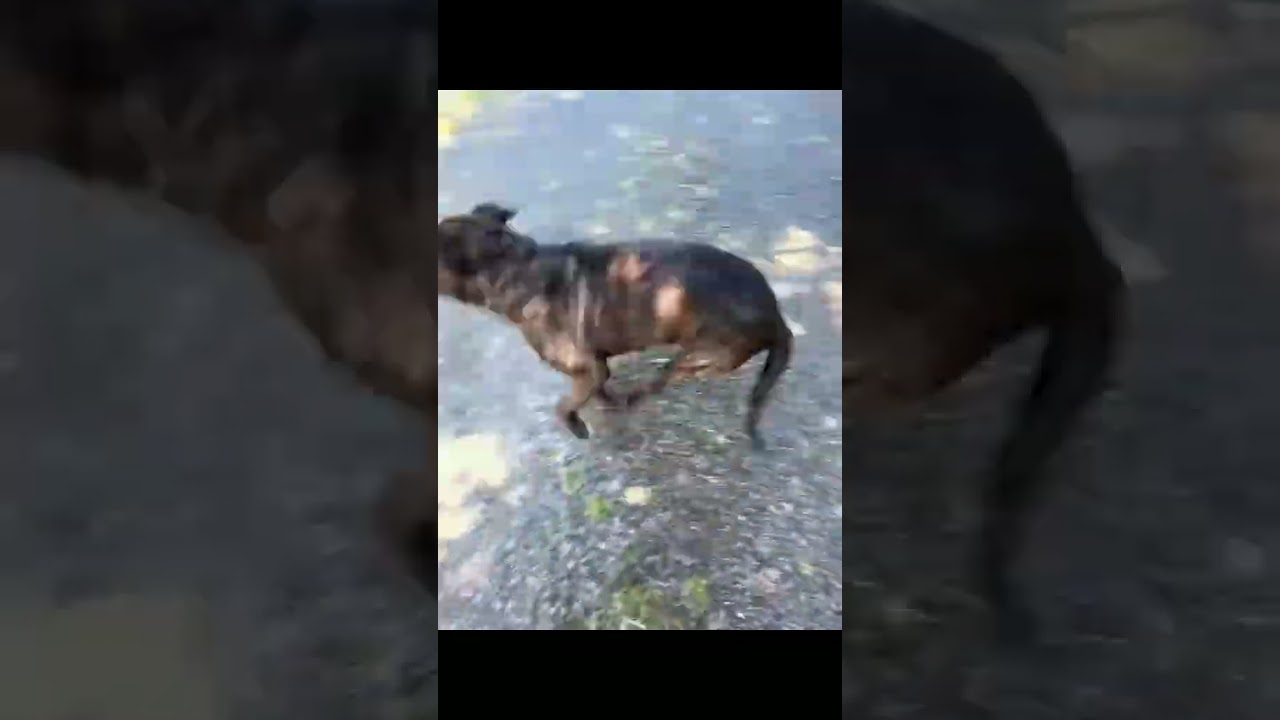 Maya, a Adoptable mixed breed in St. Helena, CA video 6/6