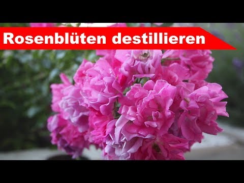 🌷 Rosenblüten destillieren 🌻 - für Rosen-Hydrolat - ätherisches Öl selber machen - diSTILLed