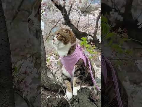 Captivating Cat Moments 🐾 | 5 Amazing Kitty Hashtags for Instagram