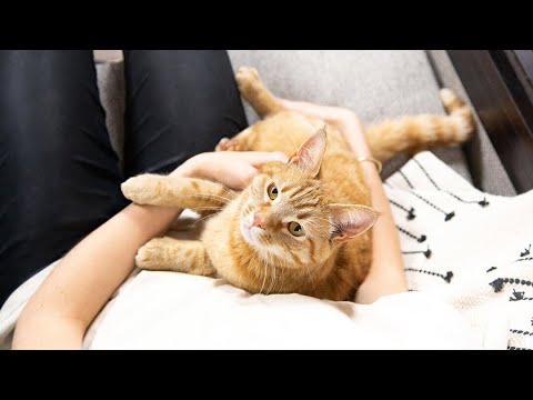 Vaginal Discharge in Cats
