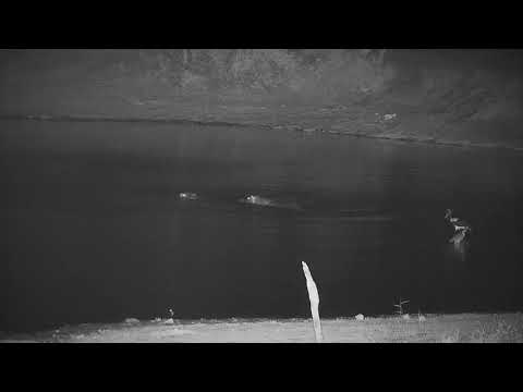 Djuma: Two Hippos-what do you think their interaction is about? - 02:14 - 10/30/21