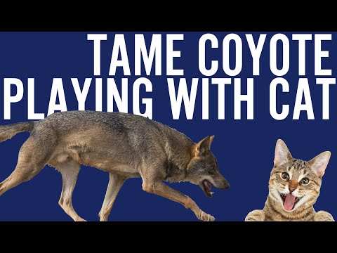 Tame coyote playing with the cat it grew up with