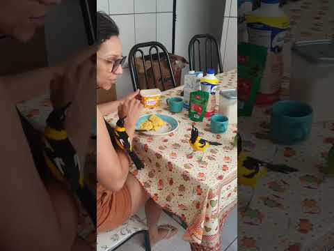 atacando  no café da manhã 😂 🥣 #aves #coleirosolto