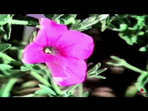 NOVO BRASIL GO  1992 HISTORIS DA CIDADE