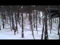 Kelton Glades Middlebury Snow Bowl VT