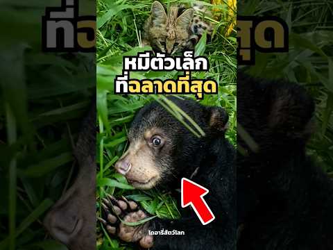 ตัวเล็กที่สุด แต่ฉลาดที่สุดในบรรดาหมีทั้งหมด 🐻🌿